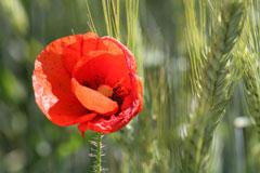 Sommer