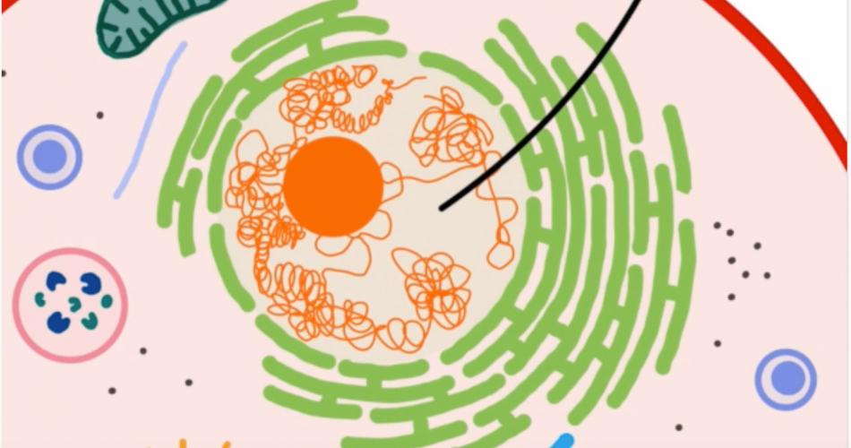 DNA